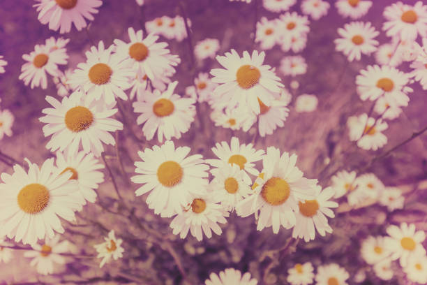 Vintage wild chamomile flowers. Matricaria chamomilla