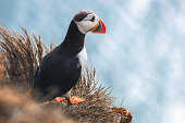 Puffin on a Cliff