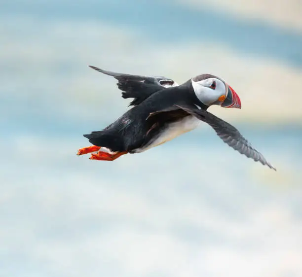 Flying puffin above Reynisfjara beach on the South Coast of Iceland.