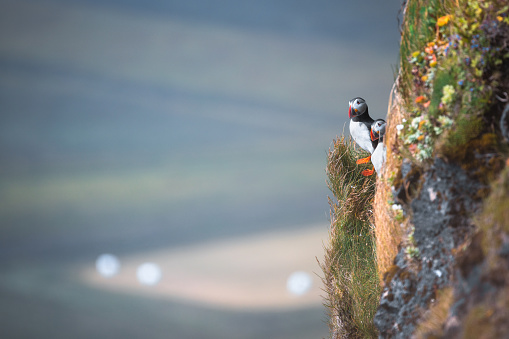 Two puffins on a nesting cliff at Reynisfjara beach on the South Coast of Iceland.
