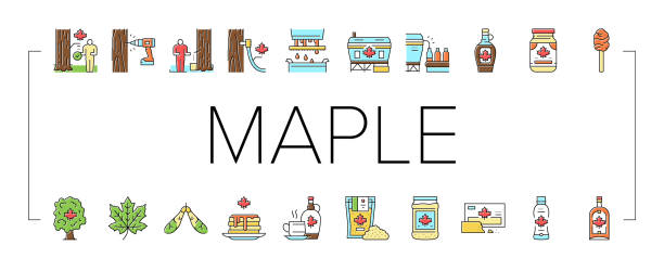 ilustrações de stock, clip art, desenhos animados e ícones de maple syrup delicious liquid icons set vector . - maple tree