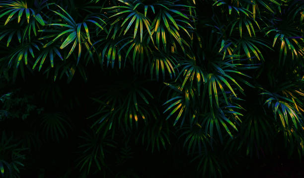 istock Tropical green leaf background, Dark tone theme. 1371945301