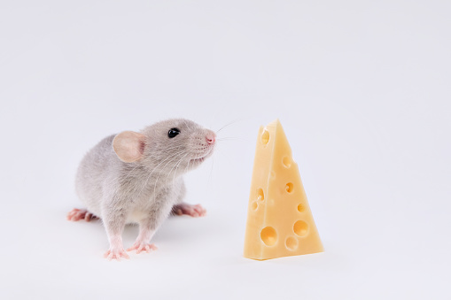 Domestic rat with cheese on a light background. Cute baby dumbo.