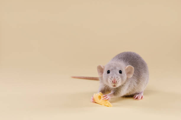hausratte mit käse auf beigem hintergrund. - fun mouse animal looking stock-fotos und bilder