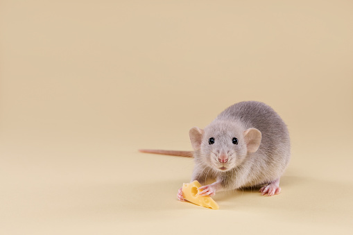 Domestic rat with cheese on a beige background.Cute baby dumbo.