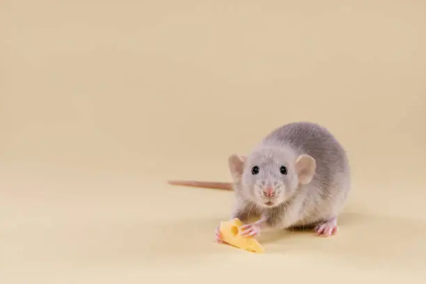 Photo of Domestic rat with cheese on a beige background.