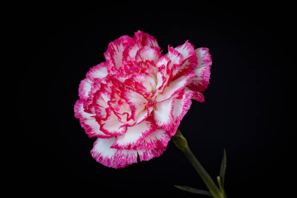 istock A close up of flowers 1371947282