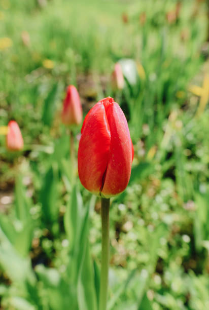 One tulip flower growing in spring garden stock photo