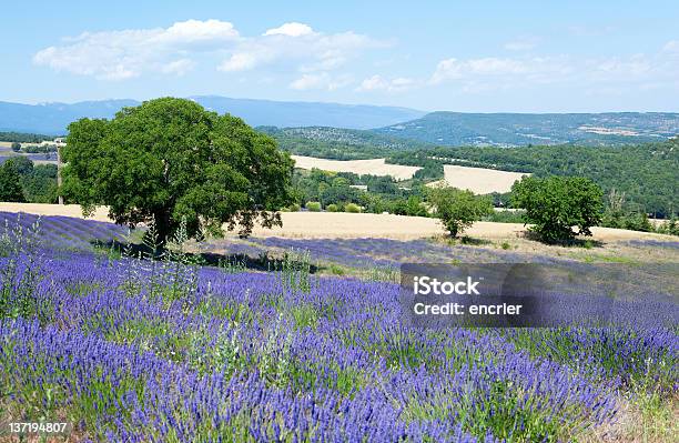 Foto de Belo Campo De Lavanda Em Provence França e mais fotos de stock de Azul - Azul, Beleza natural - Natureza, Cabeça da flor