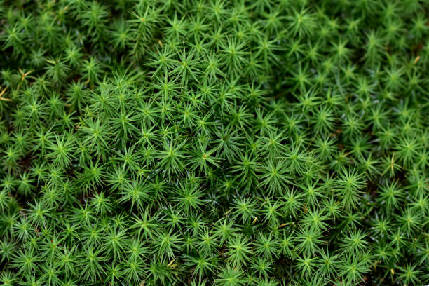 zoom foto macro planta musgo polytrichum formosum pantano bosque vegetal - sphagnum fotografías e imágenes de stock