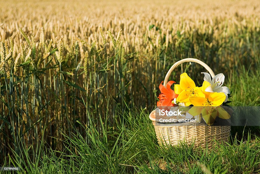 Cesta de piquenique com buquê de flores - Foto de stock de Agricultura royalty-free