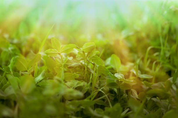 istock Clover field in the sun 1371949678