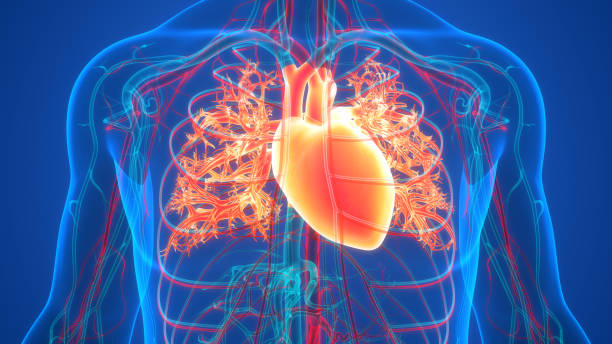 istock Human Circulatory System Heart Anatomy 1371949942