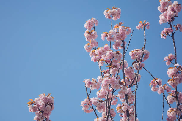 Cherry tree spring blooming stock photo