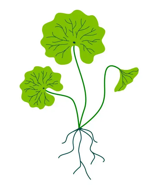 Vector illustration of Gotu cola or centella asiatica leaves and roots.