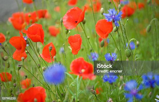 Bellissimo In Fiore E Cornflowers Poppies - Fotografie stock e altre immagini di Agricoltura - Agricoltura, Ambientazione esterna, Bellezza naturale