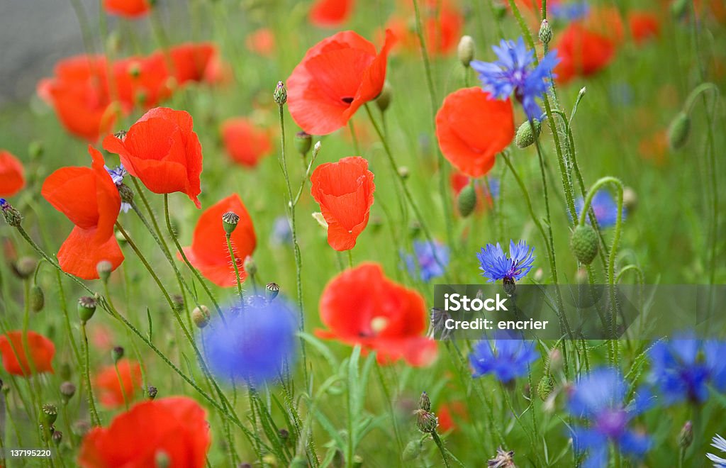 Bela blossoming Papaveráceas e cornflowers - Royalty-free Agricultura Foto de stock