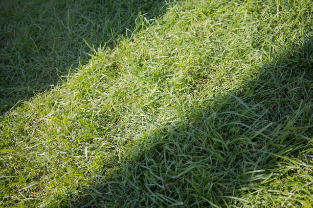 Fresh spring growing grass stock photo