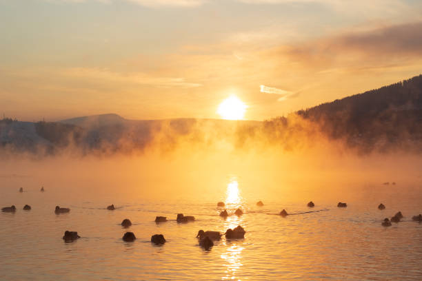 Winter magic river with silhouettes wild ducks at the sunrise. Bright orange winter sun shines through fog above river. Frozen winter morning landscape on Yenisei river in Krasnoyarsk, Russia