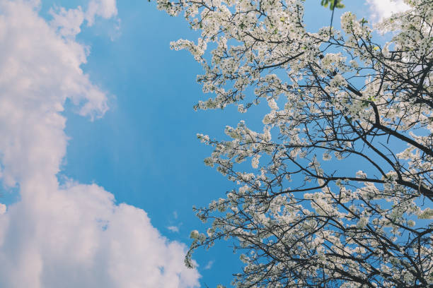 Beautiful nature background of blossom cherry tree stock photo