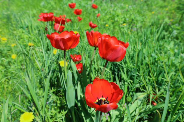 Tulips meadow at springtime stock photo