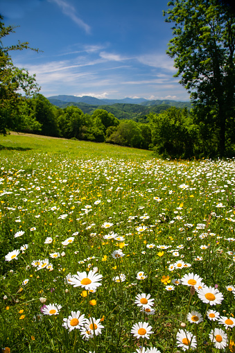 A view over a meadow filled with large daisies, beneath a blue sky. La Bastide de Serou is in the Seronais, one of the most beautiful valleys of the Ariege region and the French Pyrenees. The lush green of the grass in the sunshine is typical of spring in this area of surpassing natural beauty in South West France. Life rebounds.