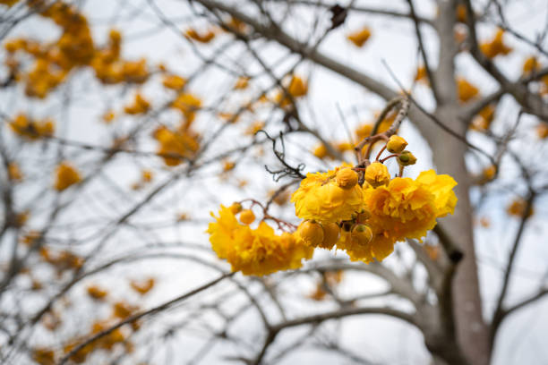 Vibrant yellow cotton flower on the tree branch with cloudy sky background. Flower in nature and outdoor close-up photo, selective focus.