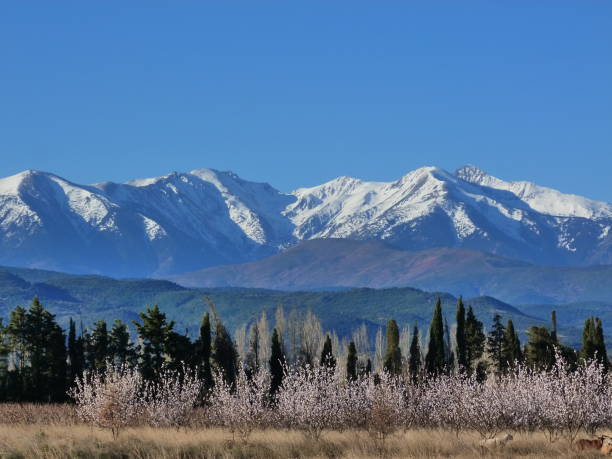 Apricot trees in bloom, Saint Feliu d'Avall