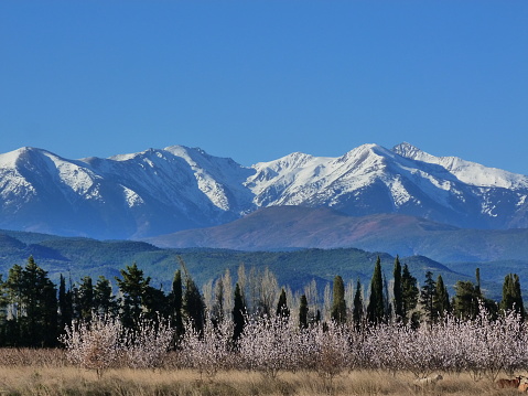 Apricot trees in bloom, Saint Feliu d'Avall : in the background, the Canigou