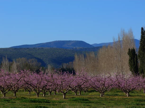 istock Peach trees in bloom, Saint Feliu d'Avall 1371954676