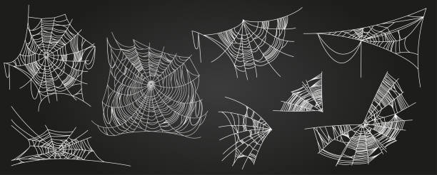 illustrations, cliparts, dessins animés et icônes de araignée - arachnophobia