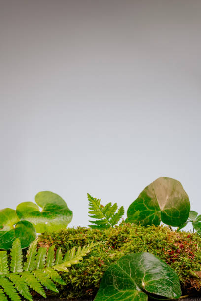 istock Green leaves of forest plants on grey background 1371955748