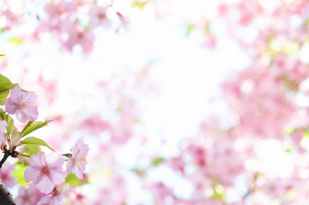 istock A closeup image of Cherry blossoms in full bloom on the background with bright light and bokeh pink petals.  A scene of spring time in Japan. Creases lannesiane carriere, Kawazu-zakura. 1371956202