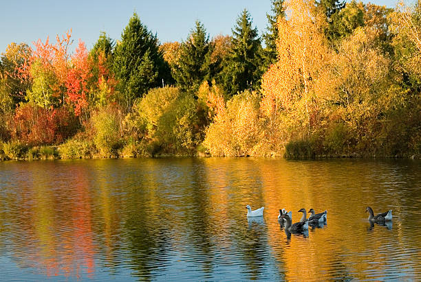 istock Flock of wild geese in fall forest 137195664