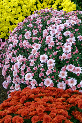 Close-up image of three large chrysanthemum plants
