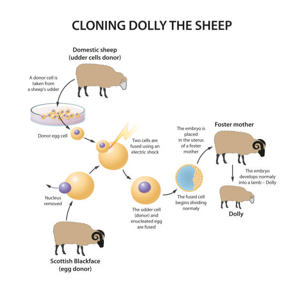 86 Sheep Clone Illustrations & Clip Art - iStock | Dolly the sheep clone