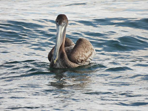 istock Brown Pelican (Pelecanus occidentalis) - swimming in the Atlantic Ocean 1371958700
