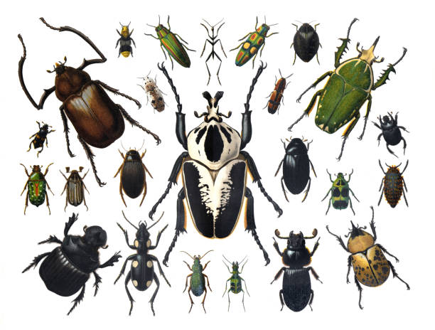 istock Big set of cartoon beetles. Cartoon bug characters isolated on white background. Collection happy insects. hand drawn engraved insect illustration. insect collection in full color. 1371958902