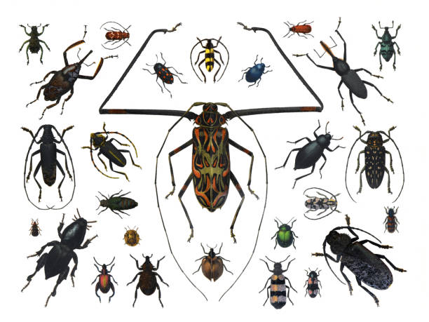 istock Big set of cartoon beetles. Cartoon bug characters isolated on white background. Collection happy insects. hand drawn engraved insect illustration. insect collection in full color. 1371958936