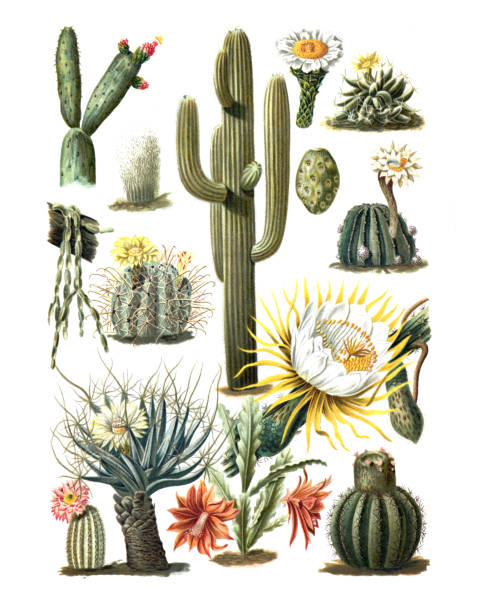 kaktussammlung. grüne dessert saftige pflanzen. opuntia coccinellifera. cereus senilis, echinopsis eyriesii, phyllocactus ackermanni, melocactus communis. vintage handgezeichnete gravierte illustration. - white desert stock-grafiken, -clipart, -cartoons und -symbole