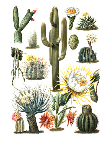 Cactus collection. Green dessert succulent plants. opuntia coccinellifera. cereus senilis, echinopsis eyriesii, phyllocactus ackermanni, melocactus communis. Vintage hand drawn engraved illustration.