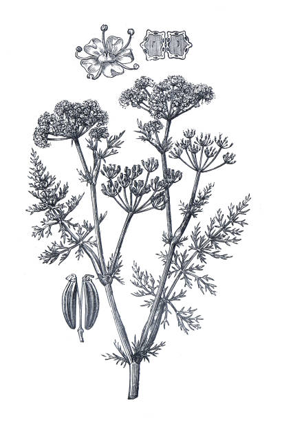 카룸 카비 또는 캐어웨이 플랜트. 또는 일반적인 자오선 회향과 페르시아 커민. 허브 차. 꽃봉오리와 꽃. 손으로 그린 그림. 유기농 초본 식물. 약용 식물. - fennel seed spice white background stock illustrations