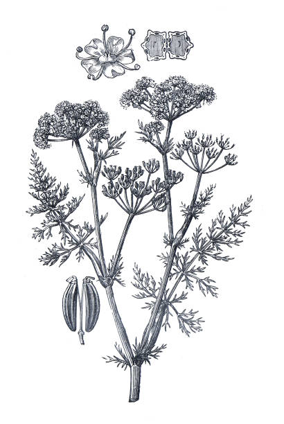 Carum carvi or caraway plant. or common meridian fennel and Persian cumin. herbal tea. bud and flowers. hand drawn engraved illustration. organic herbaceous plant. medicinal plant. Carum carvi or caraway plant. or common meridian fennel and Persian cumin. herbal tea. bud and flowers. hand drawn engraved illustration. organic herbaceous plant. medicinal plant. caraway seed stock illustrations