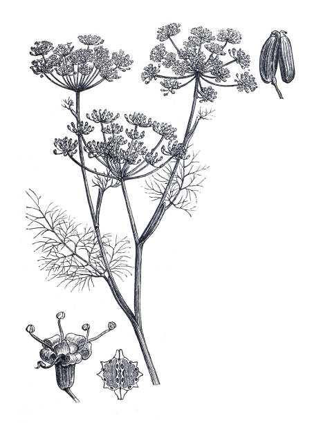 ilustrações, clipart, desenhos animados e ícones de foeniculum officinane ou planta de erva-doce. erva-doce meridiana comum e cominho persa. chá de ervas. broto e flores. ilustração gravada à mão. planta herbácea orgânica. planta medicinal. - fennel vegetable food white background