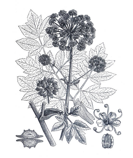 illustrations, cliparts, dessins animés et icônes de archangelica officinalis ou grande plante d’angélique. angélique commune des jardins, céleri sauvage et angélique norvégienne. tisane. bourgeon et fleurs. illustration gravée dessinée à la main. plante herbacée biologique. plante médicinale. - angelica herb plant organic