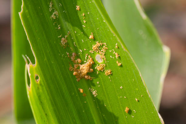istock Corn leaf damaged by fall armyworm Spodoptera frugiperda 1371960198