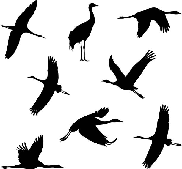 cranes flying cranes silhouettes eurasian crane stock illustrations