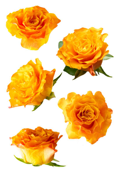 istock Orange, yellow rose head group flower, isolated. 1371961696