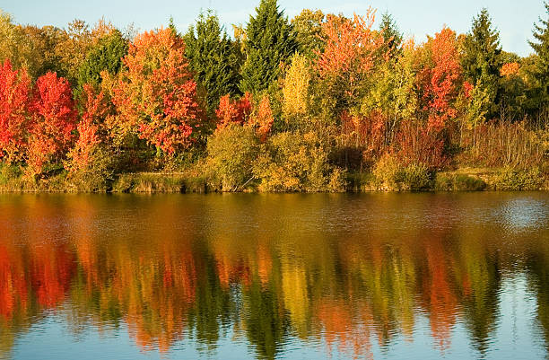istock Bright autumn trees with their reflection in water 137196285