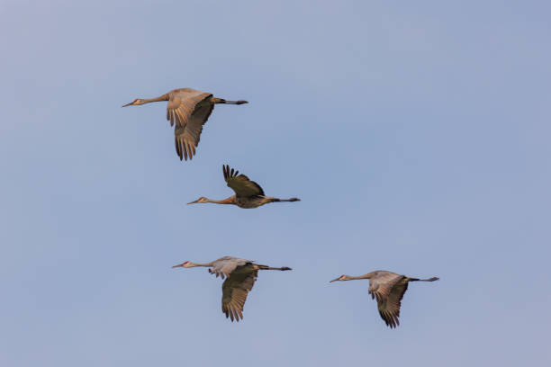 istock sandhill cranes migrating in autumn 1371963001